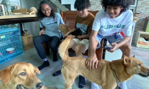 LA Voluntary Service – Big Tree Animal Sanctuary & Adoption Centre