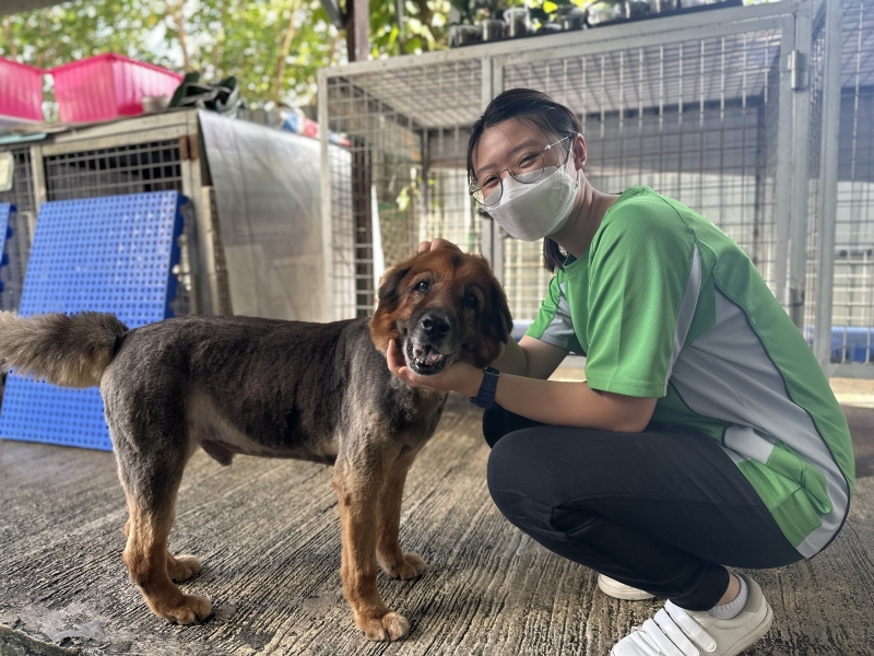 LA-Voluntary-Service-–-Big-Tree-Animal-Sanctuary-Adoption-Centre-5